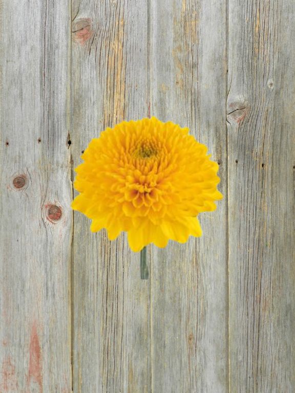 PALADOV SUNNY  YELLOW MUM BALL